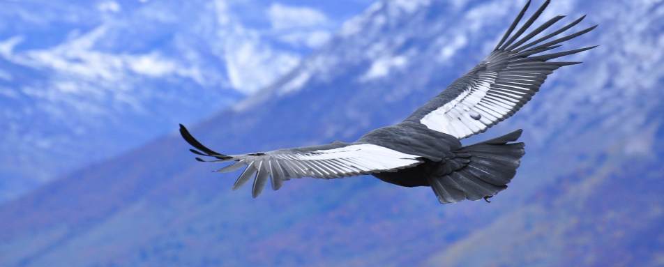 Bird watching - The Singular Patagonia 