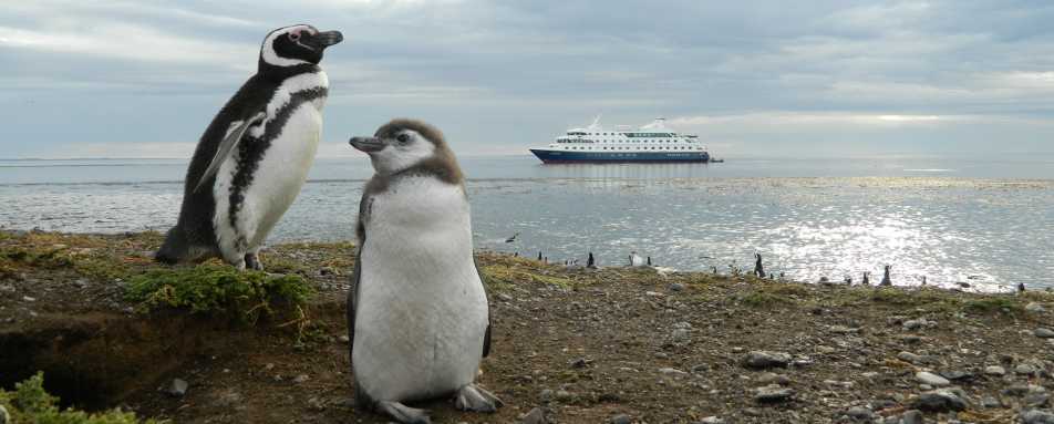 Penguins - Australis Cruises
