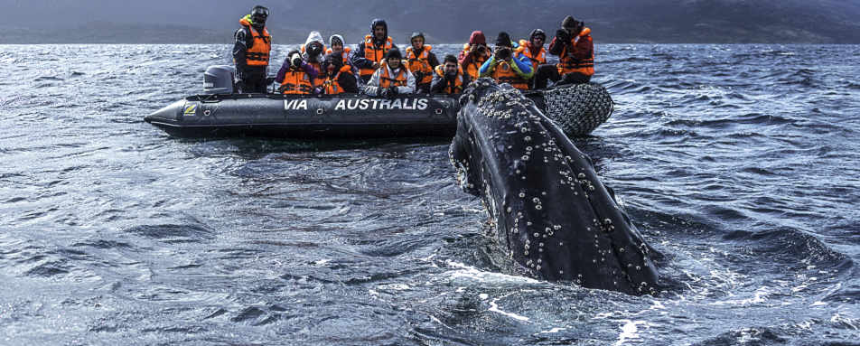 Whale watching - Australis Cruises
