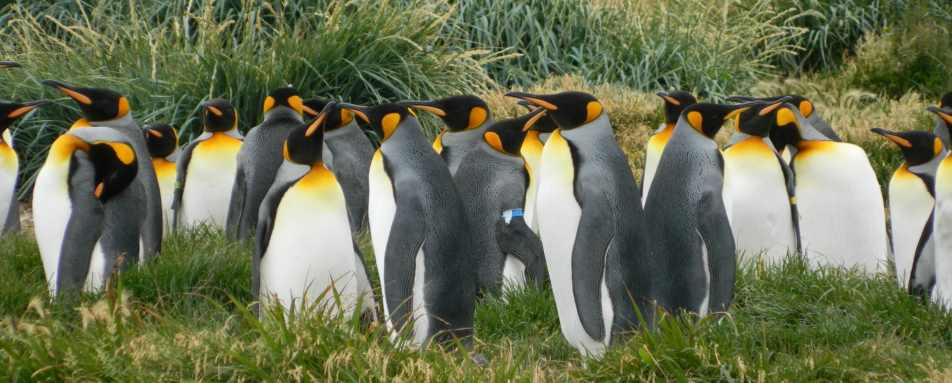 King penguins - Australis Cruises