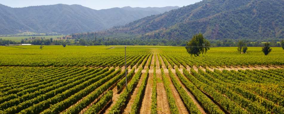 Chile's wine country