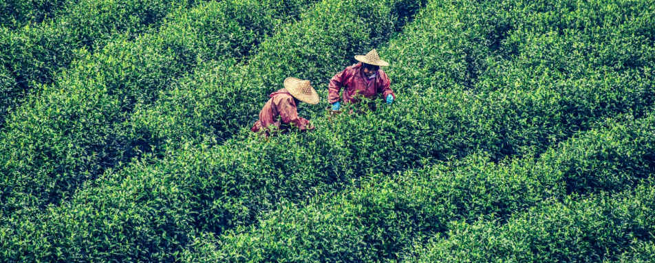 White Tea Harvest 