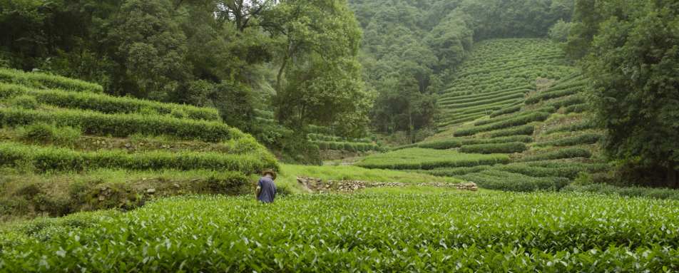 Longjing Tea Fields - Amanfayun