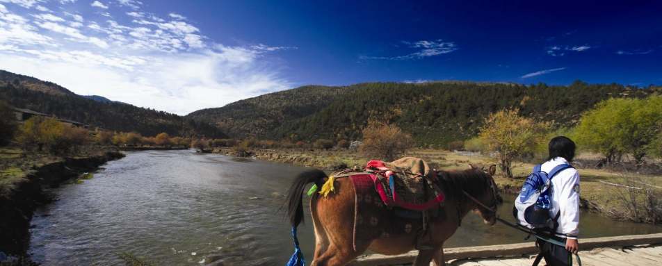 Trekking - Banyan Tree Ringha