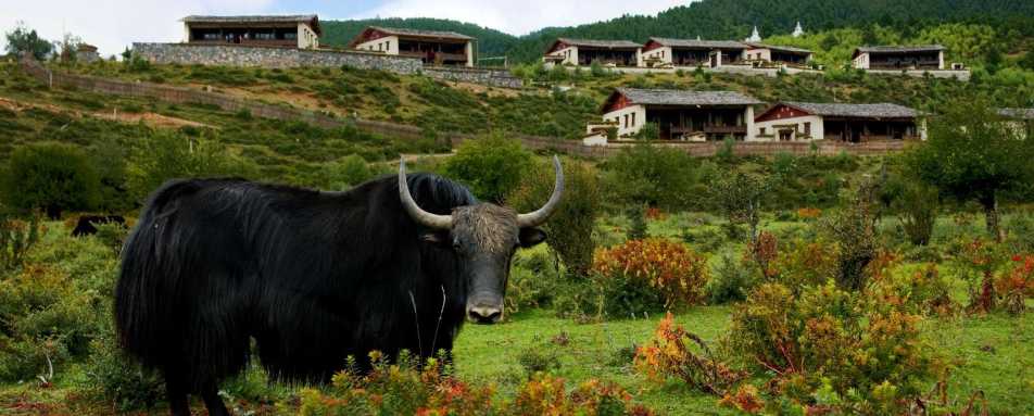 Yak in front of the hotel - Banyan Tree Ringha