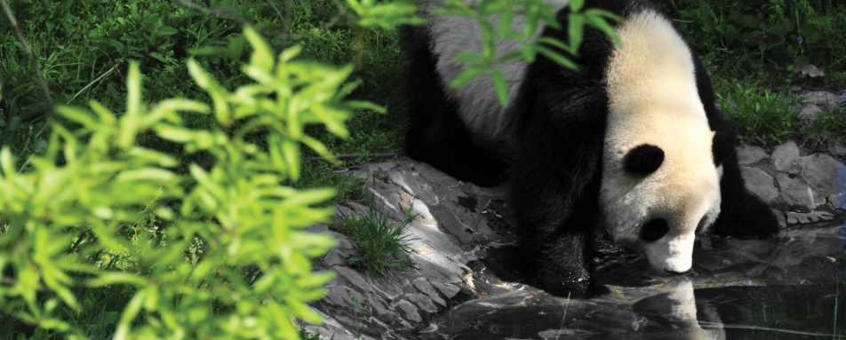 Panda - Six Senses Qing Cheng Mountain