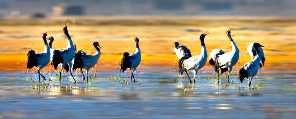 Wildlife  - Songtsam Retreat