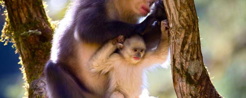 Monkey   - Songtsam Tacheng