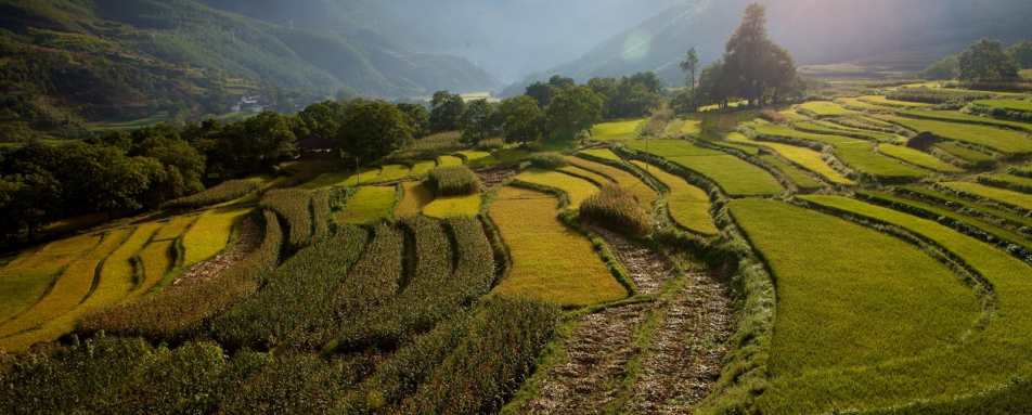 Rice Fields   - Songtsam Tacheng