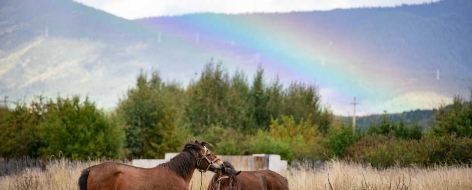 Horses  Rainbow 