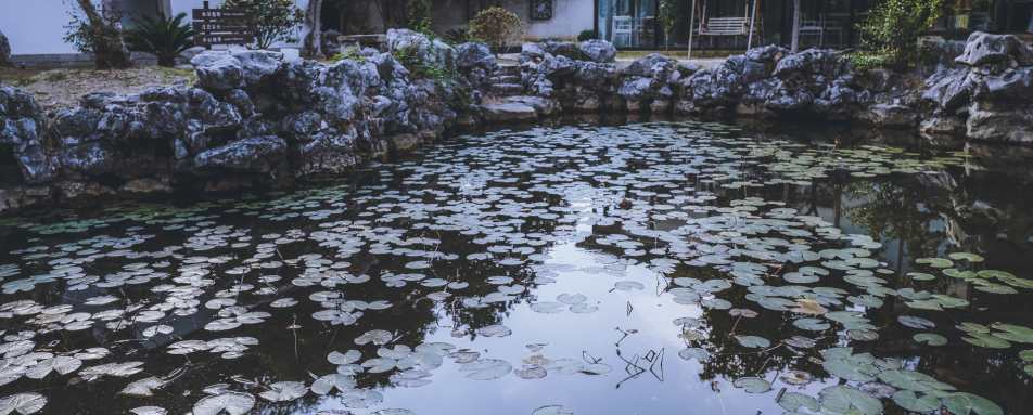 Chinese Pond 
