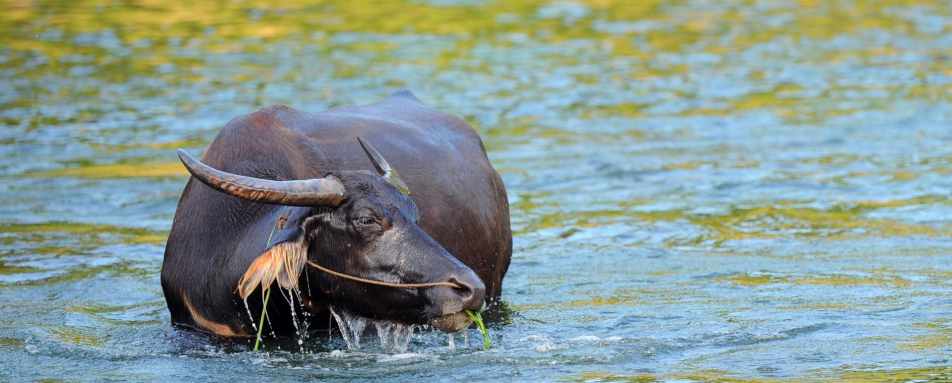 Water Buffalo in Guilin - Rural China