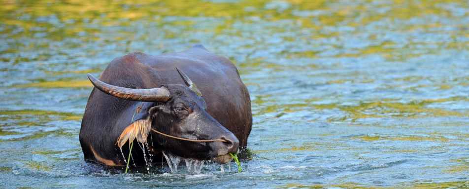 Water Buffalo in Guilin  - 