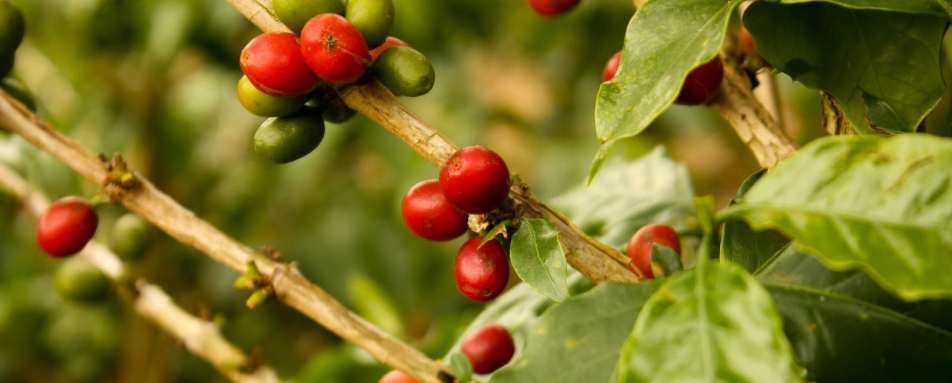 Coffee, Colombia's Finest - Highlights of Colombia