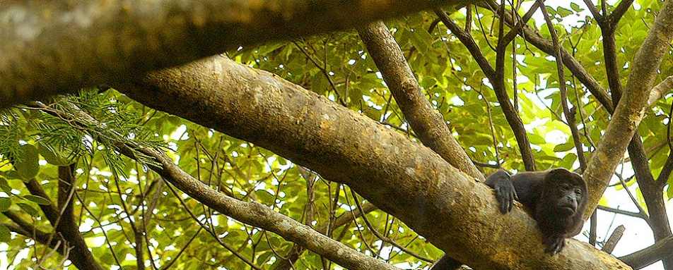 Monkeys in the trees - Andaz Peninsula Papagayo Resort