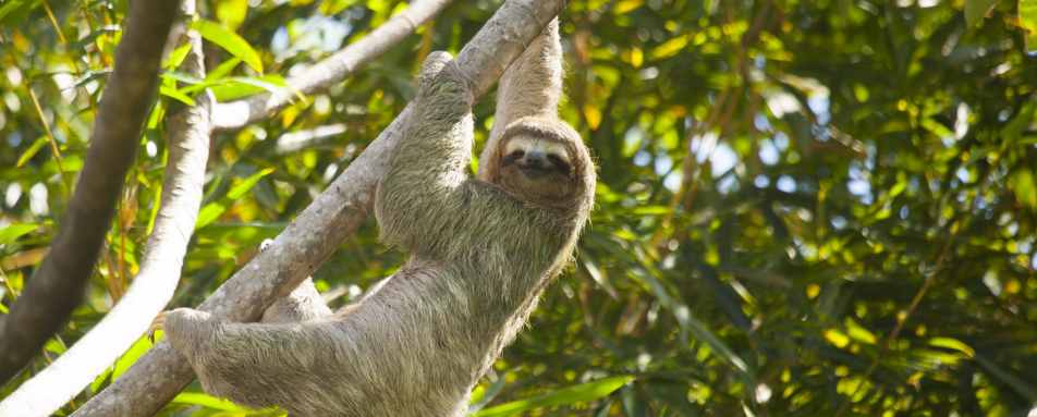 Sloth - Arenas del Mar