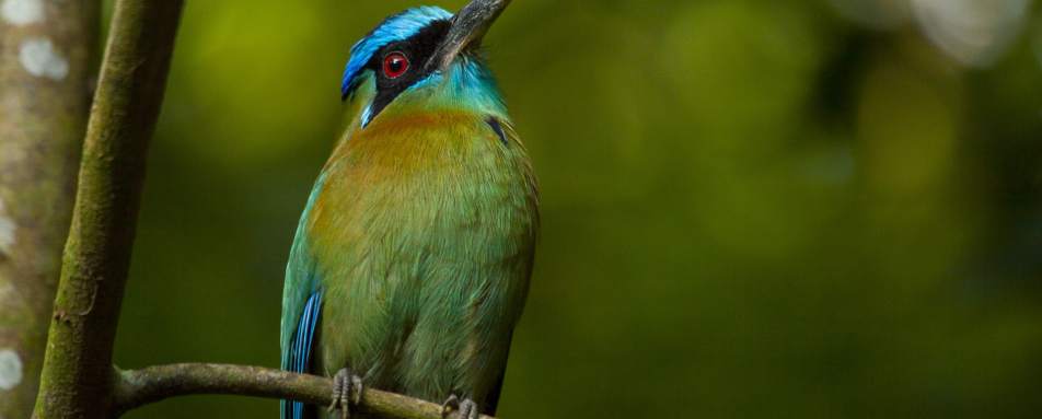 Birdlife - Arenas del Mar