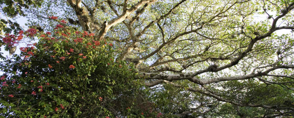 Bougainvillea - Finca Rosa Blanca Country Inn