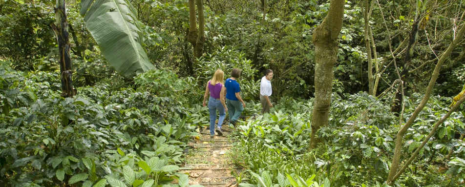 Coffee walk - Finca Rosa Blanca Country Inn