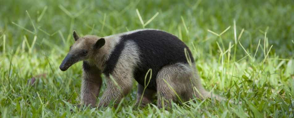 Ant eater - Playa Cativo