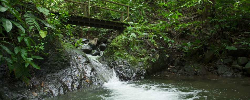 Jungle bridge - Playa Cativo