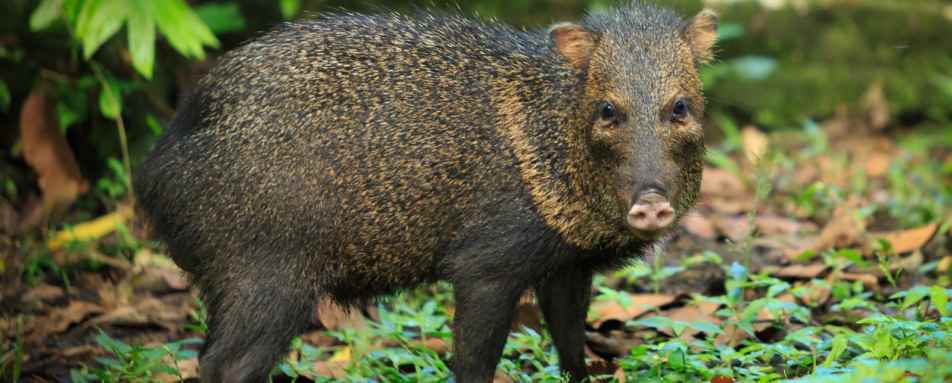 Sainos  - Playa Cativo