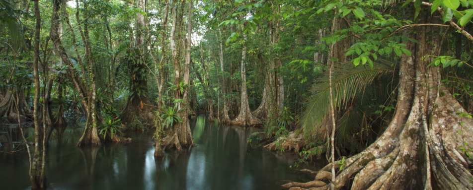 Wetland - Playa Cativo