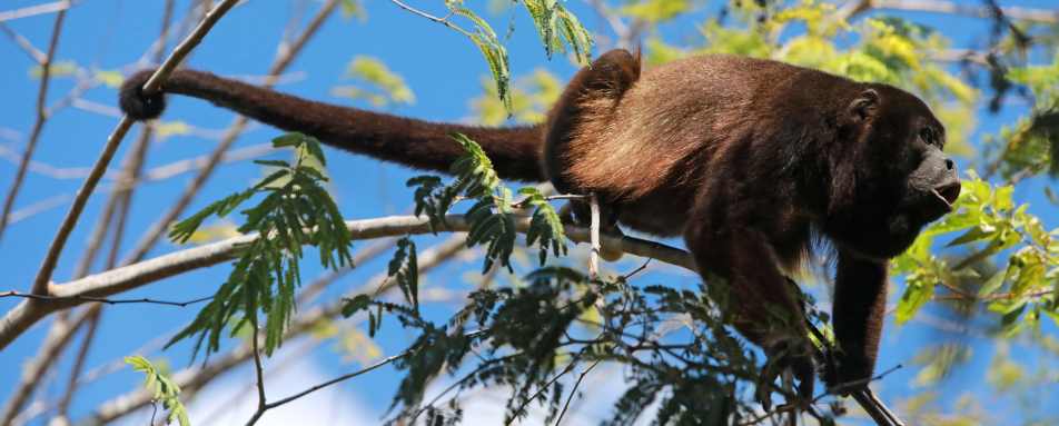 Rio Perdido Hotel - Howler Monkey 