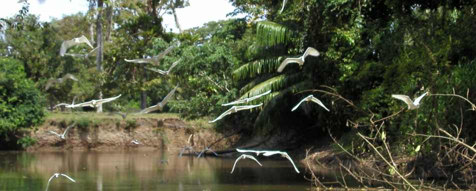 Cano Negro Wildlife Experience