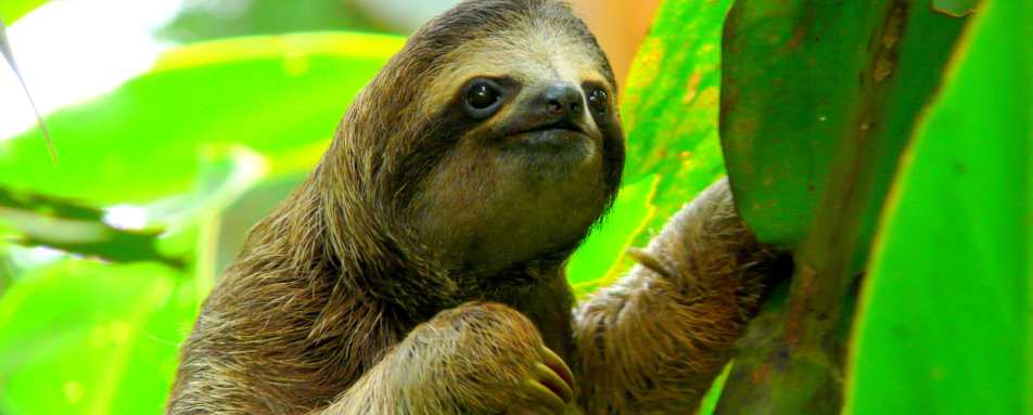 The Original Sloth Tour