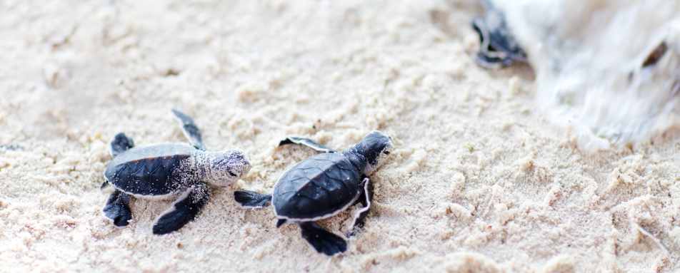 Costa Rica with Kids 