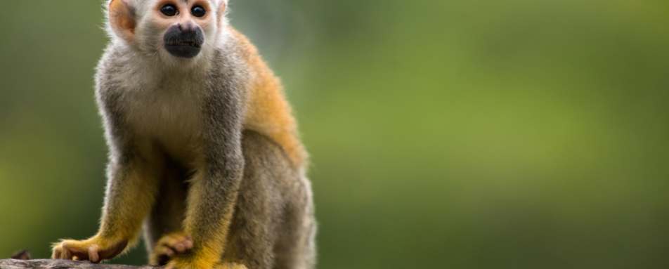 Costa Rica with Kids 