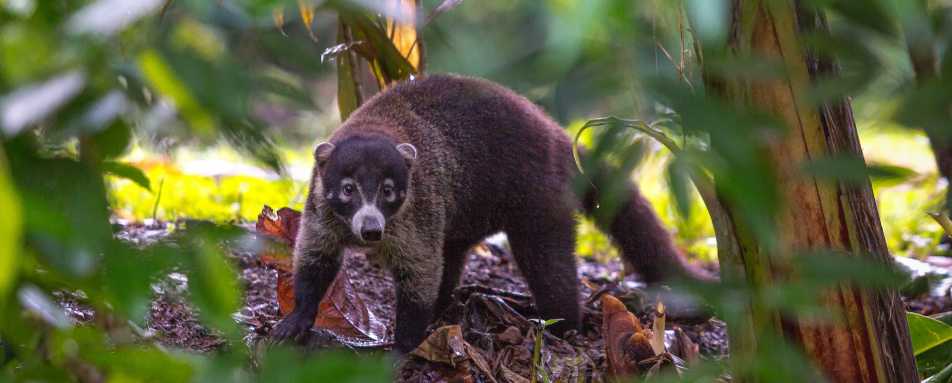 Pizote - Costa Rica Teen Adventure