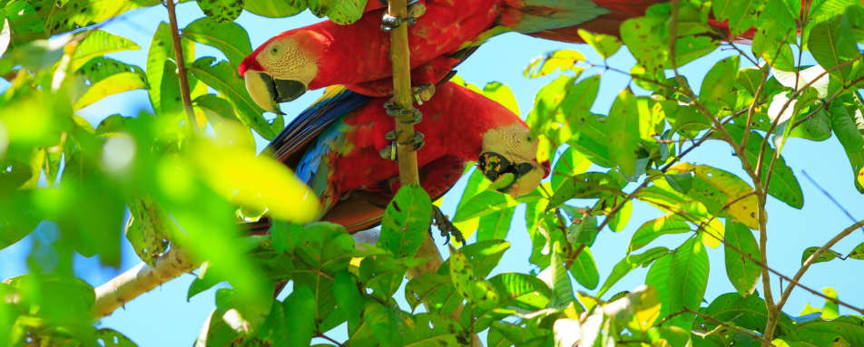 Macaw - Costa Rica for Teenagers