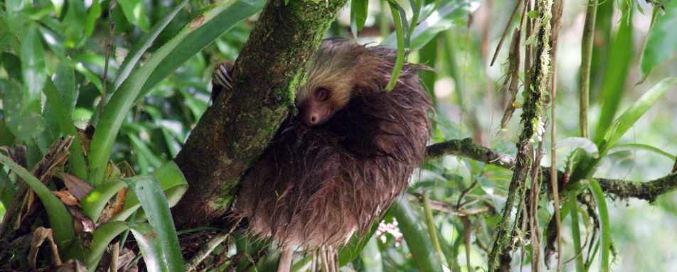 Costa Rican wildlife  