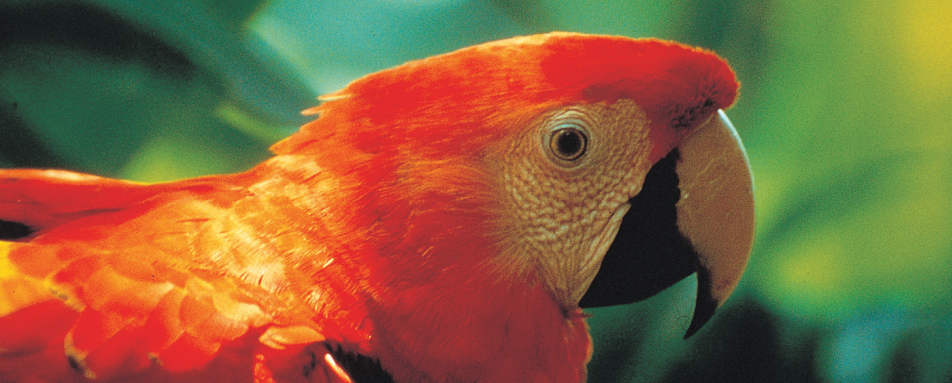 Scarlet Macaw - Wild Costa Rica