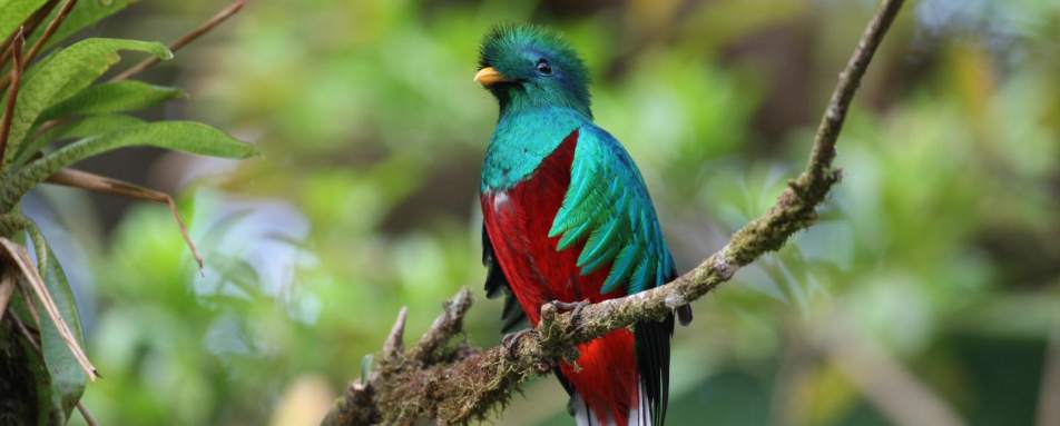 Wildlife - Wild Costa Rica