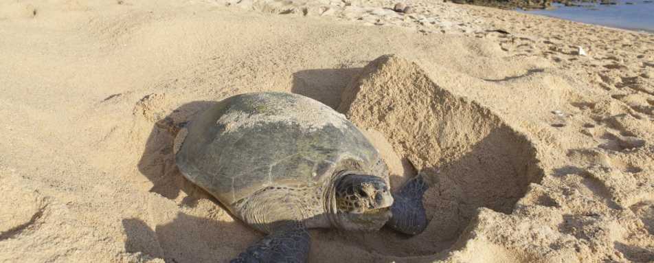 Green Sea Turtle - Wild Costa Rica