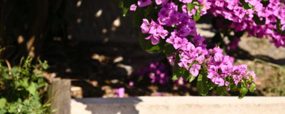 Lesic Dimitri Palace