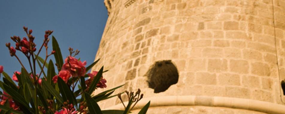 Lesic Dimitri Palace