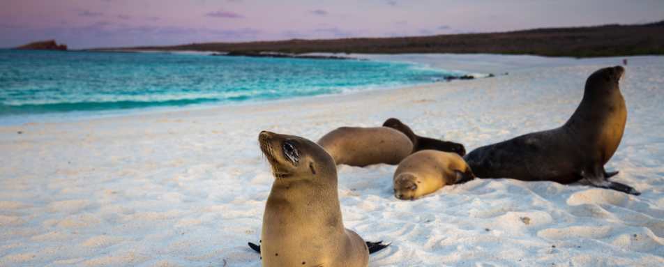 Sea lions in the Galapagos 
