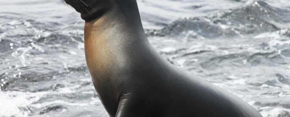 Sea Lion - Galapagos Safari Camp