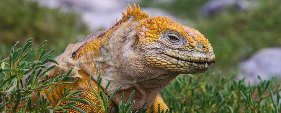 Land iguana - Galapagos Safari Camp