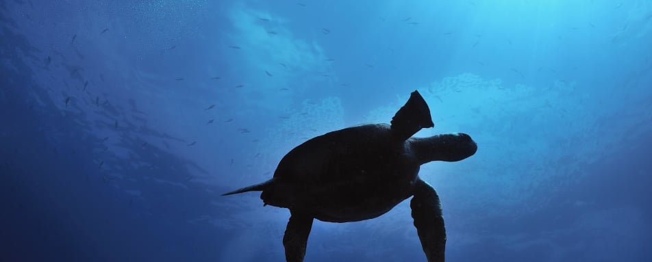 Marine turtle - Galapagos Safari Camp