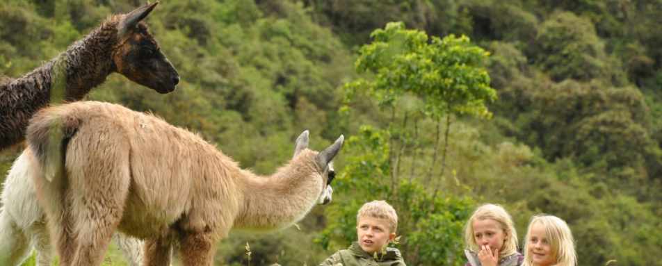 Llamas - Hacienda Zuleta