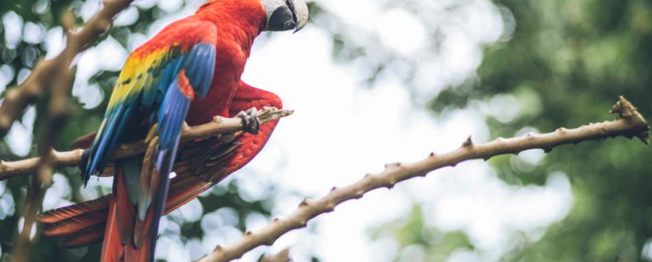 Historic Park wildlife - Hotel del Parque