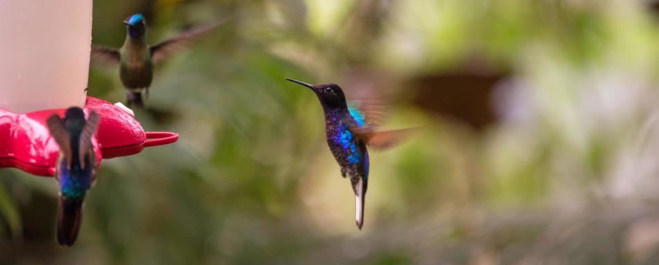 Hummingbird  - Mashpi Lodge