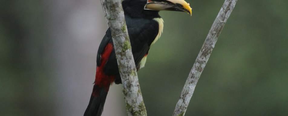 Aracari  - Mashpi Lodge