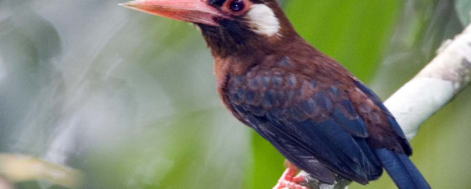 Bird life - Napo Wildlife Centre