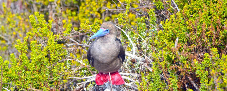 Red-footed boobie - Ocean Spray